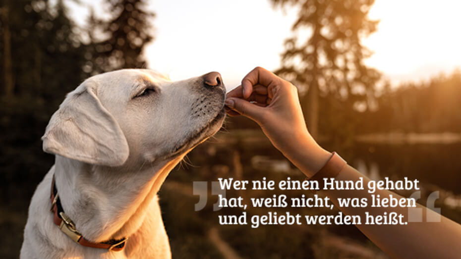Die schönsten Hundesprüche PURINA BENEFUL